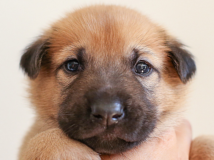 chinook puppy